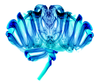 Arquitecto de Transformación Digital